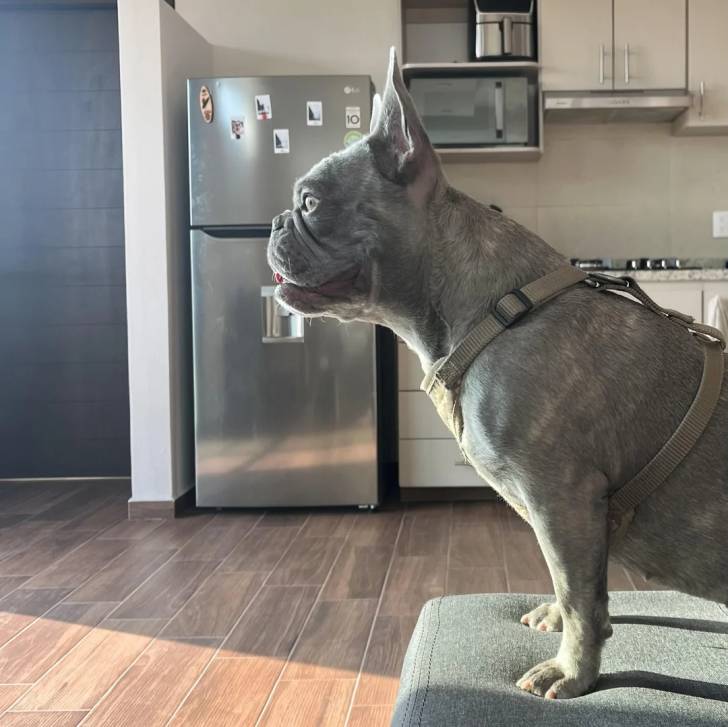 Profil d'un Bantam Bulldog assis sur un canapé et portant un harnais 