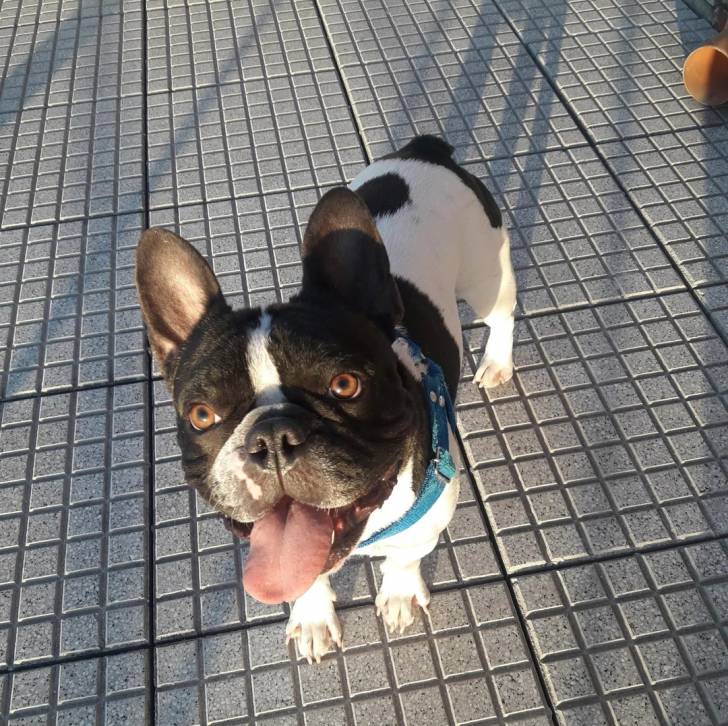 Un Bantam Bulldog au pelage bicolore, sur un sol pavés et portant un collier autour du cou