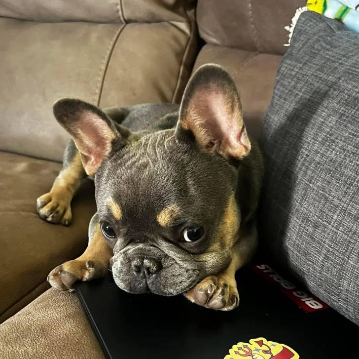Un Bantam Bulldog au pelage bicolore, allongé sur un canapé et semblant détendu 