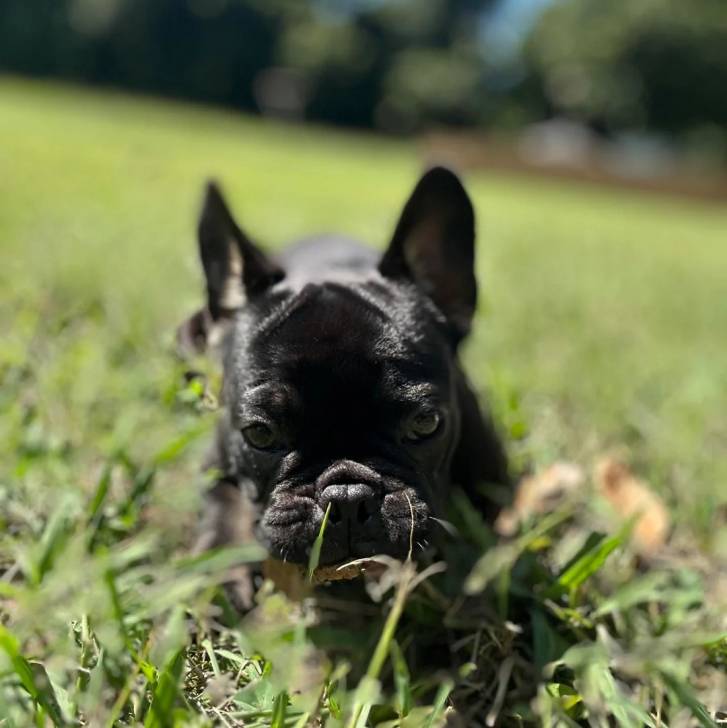 Un Bantam Bulldog au pelage noir, allongé sur un terrain herbeux et regardant la caméra