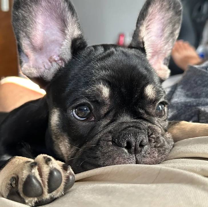 Un Bantam Bulldog allongé et regardant la caméra