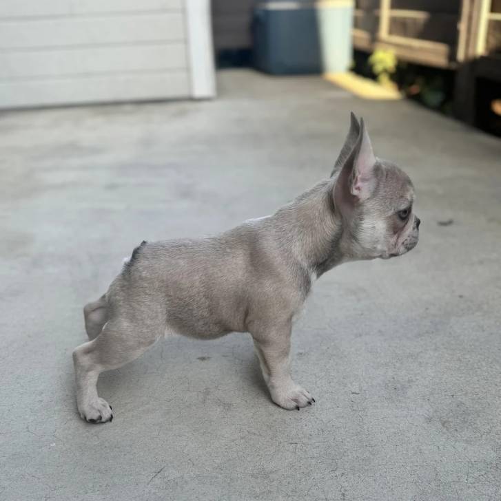Un Bantam Bulldog au pelage gris, sur une surface terrassée