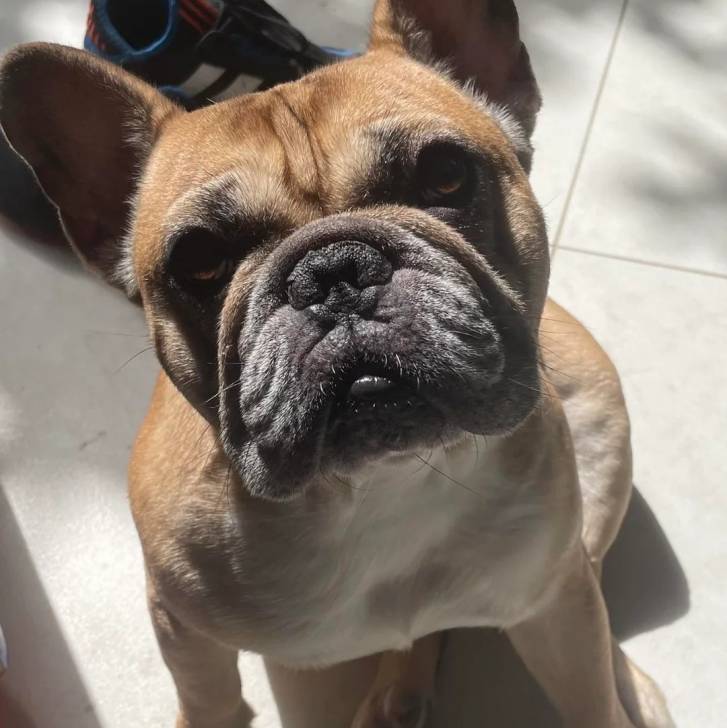 Un Bantam Bulldog au pelage bicolore, assis sur un sol carrelé et regardant la caméra 