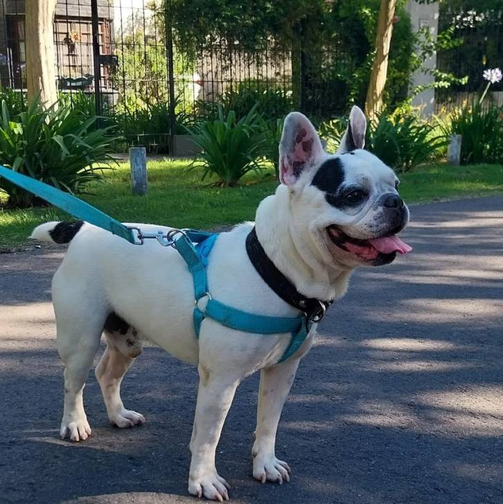 Un Bantam Bulldog au pelage bicolore, sur une route et portant un harnais 