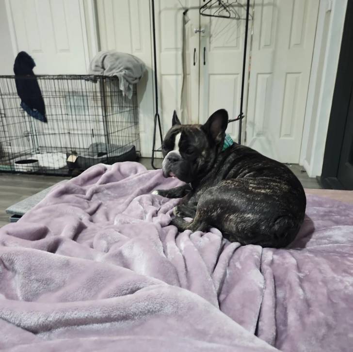 Un Bantam Bulldog au pelage bicolore, allongé sur un lit et regardant la caméra 