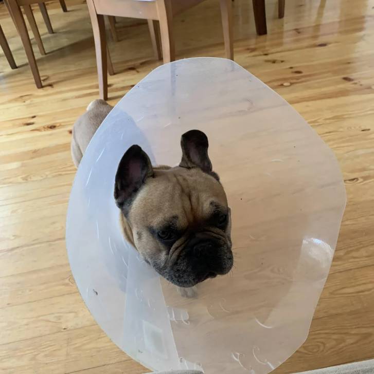 Un Bantam Bulldog au pelage bicolore, sur un parquet et portant un carcan 