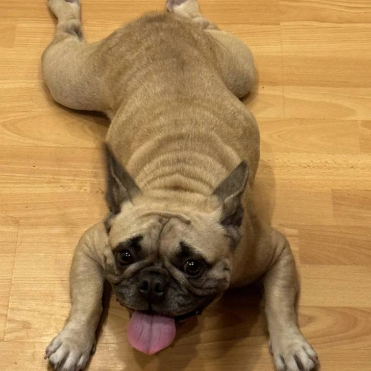 Un Bantam Bulldog au pelage fauve, allongé sur un parquet et tirant la langue 