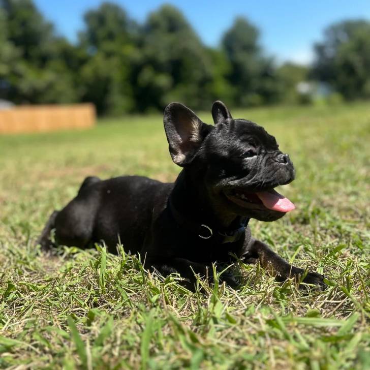 Un Bantam Bulldog au pelage noir, allongé sur une surface herbacée et portant un collier autour du cou