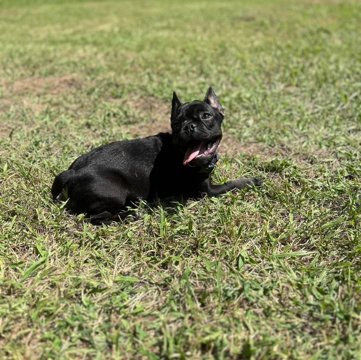 Un Bantam Bulldog au pelage noir, allongé sur une surface herbacée et ayant la langue pendante 