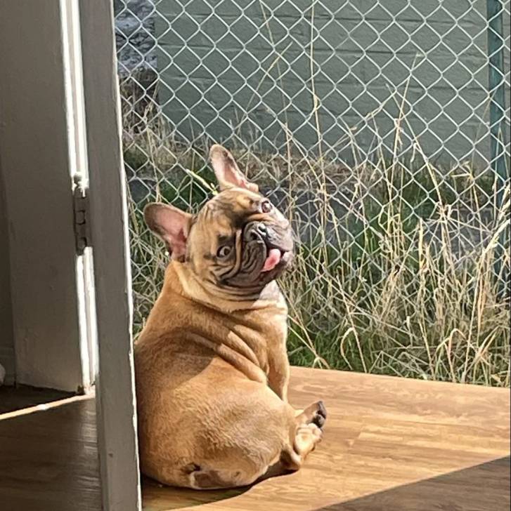 Un Bantam Bulldog au pelage fauve, assis sur un parquet et regardant la caméra