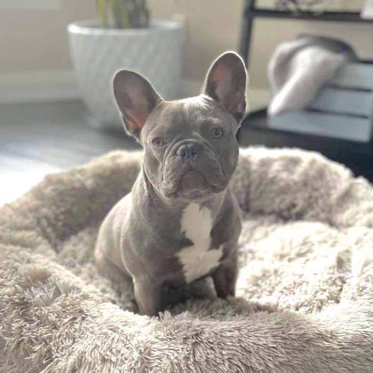 Un Bantam Bulldog au pelage bicolore, assis dans un panier et regardant la caméra