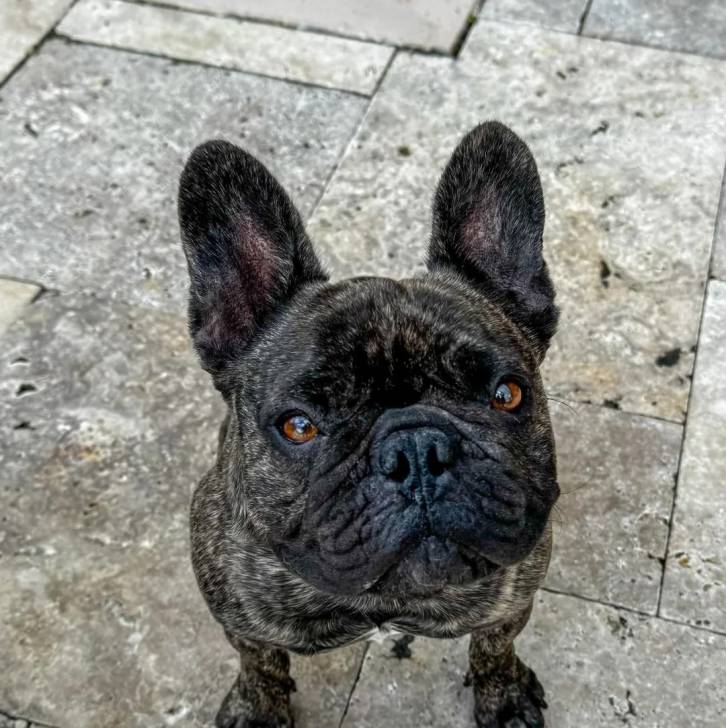 Un Bantam Bulldog au pelage bicolore, assis sur un sol pavés et regardant la caméra 