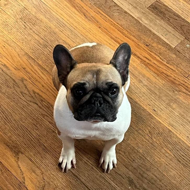 Un Bantam Bulldog au pelage bicolore, assis sur un plancher et regardant la caméra 