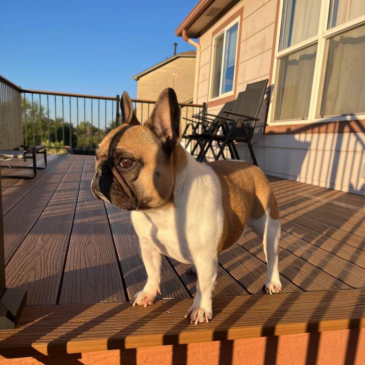 Un Bantam Bulldog au pelage bicolore, se tenant à quatre pattes sur un plancher