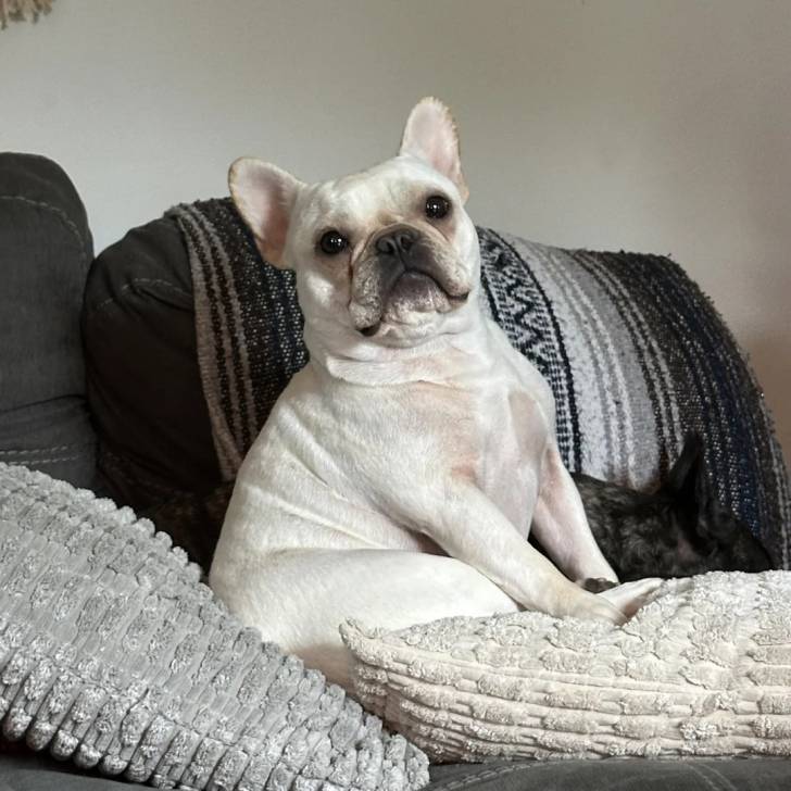 Un Bantam Bulldog au pelage blanc, assis sur un canapé et regardant la caméra 