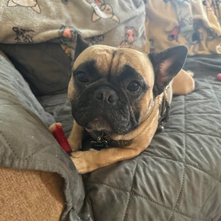 Un Bantam Bulldog au pelage bicolore, allongé sur un canapé et portant un collier autour du cou