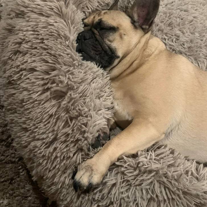 Un Bantam Bulldog allongé dans un panier et semblant dormir