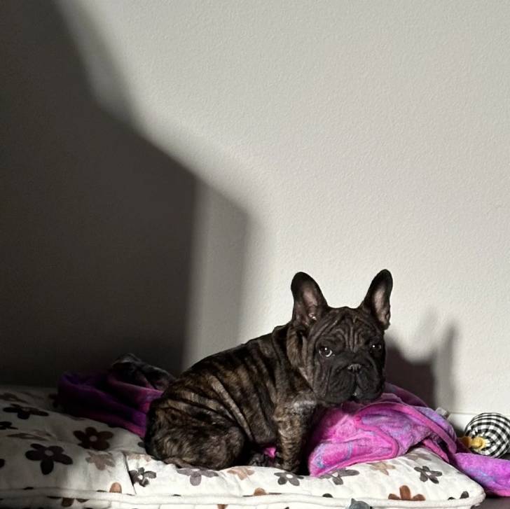 Un Bantam Bulldog au pelage bicolore, assis sur un oreiller et regardant la caméra 