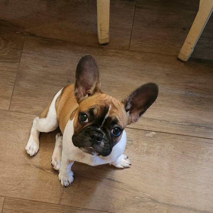 Un Bantam Bulldog au pelage bicolore, assis sur un plancher et regardant la caméra