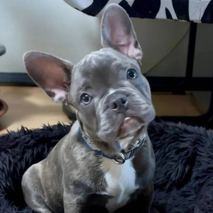 Un Bantam Bulldog au pelage bicolore, assis dans un panier et portant un collier autour du cou 