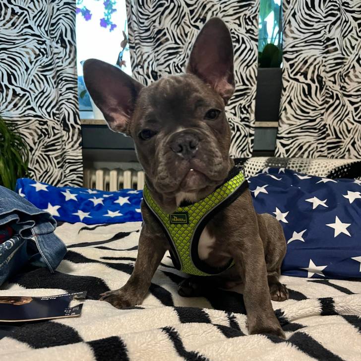 Un Bantam Bulldog au pelage bicolore, assis sur un lit et portant un harnais 
