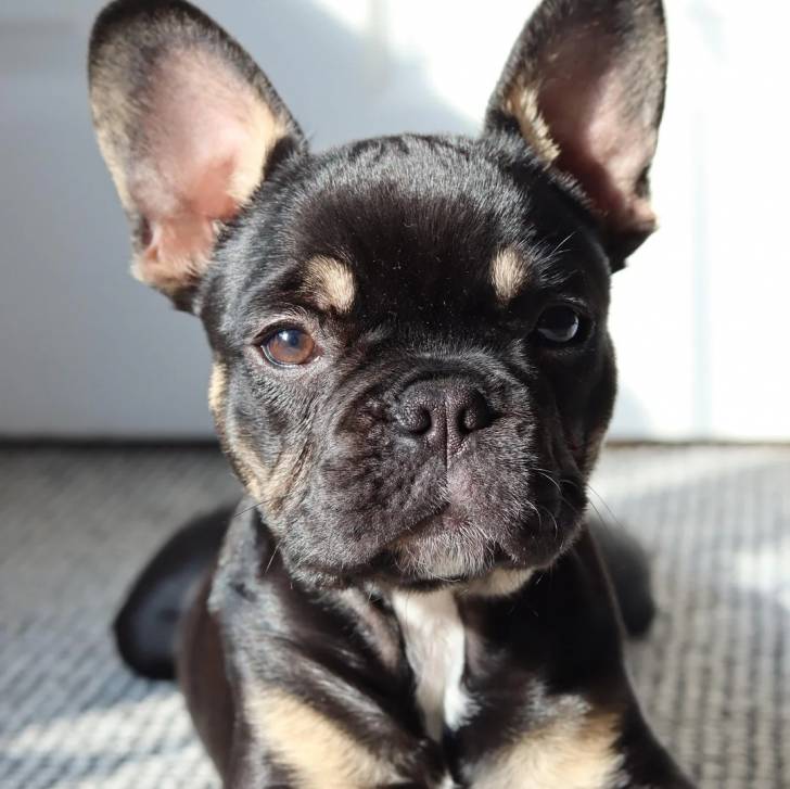 Un Bantam Bulldog au pelage tricolore, allongé et regardant la caméra 