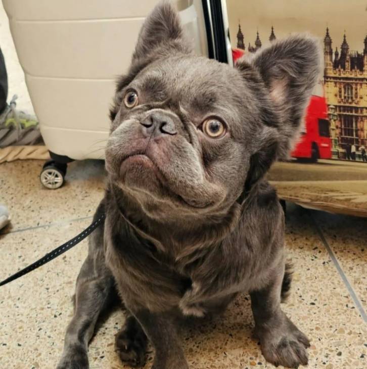 Un Bantam Bulldog au pelage bicolore, assis sur un sol carrelé et qui est tenu en laisse 