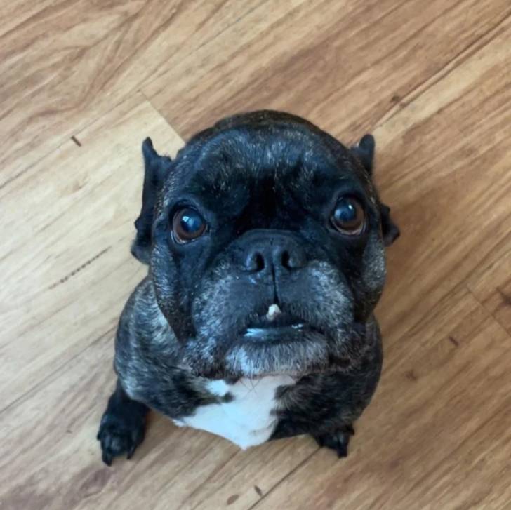 Un Bantam Bulldog au pelage bicolore, assis sur un plancher et regardant la caméra 