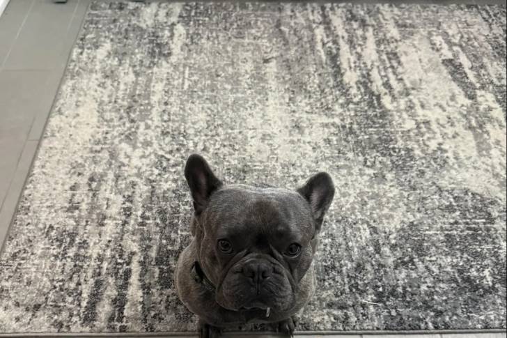 Un Bantam Bulldog assis sur un tapis et regardant vers la caméra