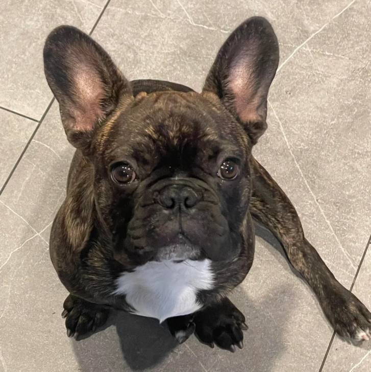 Un Bantam Bulldog au pelage bicolore, assis sur un sol carrelé et regardant la caméra 