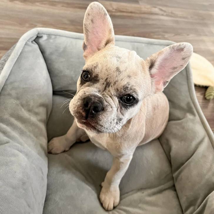 Un Bantam Bulldog au pelage bicolore, assis dans un panier et regardant la caméra