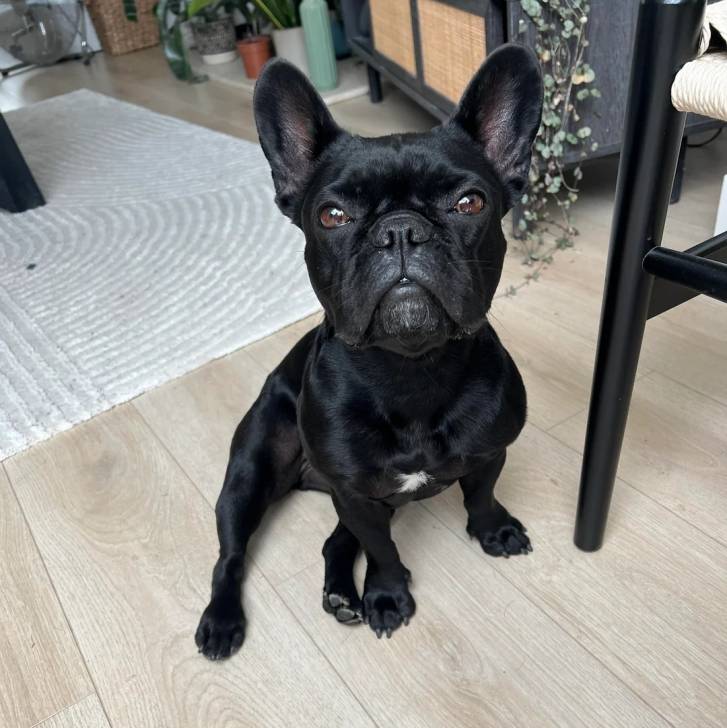 Un Bantam Bulldog au pelage bicolore, assis sur un plancher et regardant la caméra