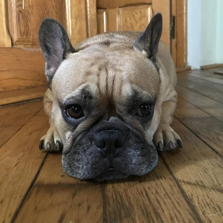 Un Bantam Bulldog au pelage bicolore, allongé sur un plancher 