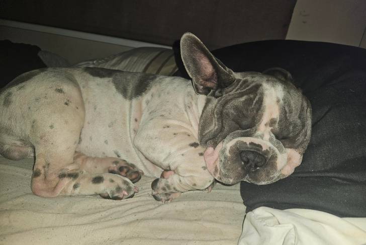 Un Bantam Bulldog allongé sur un lit