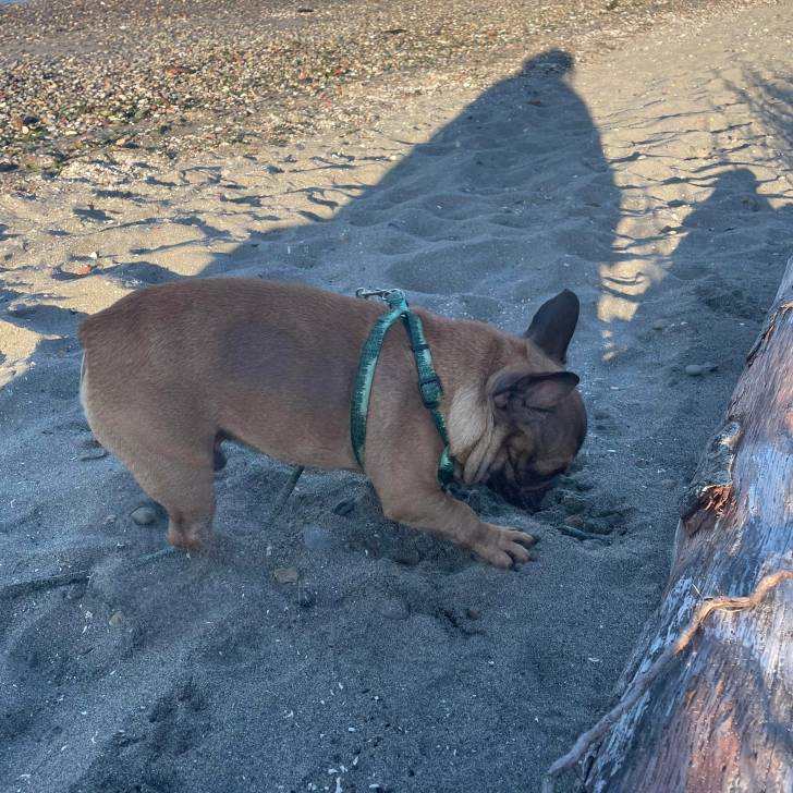 Un Bantam Bulldog au pelage fauve, sur une surface sableuse et portant un harnais 
