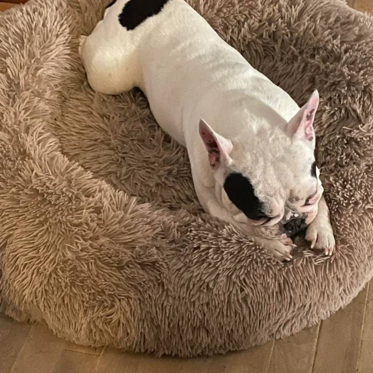 Un Bantam Bulldog au pelage bicolore,  allongé dans un panier 