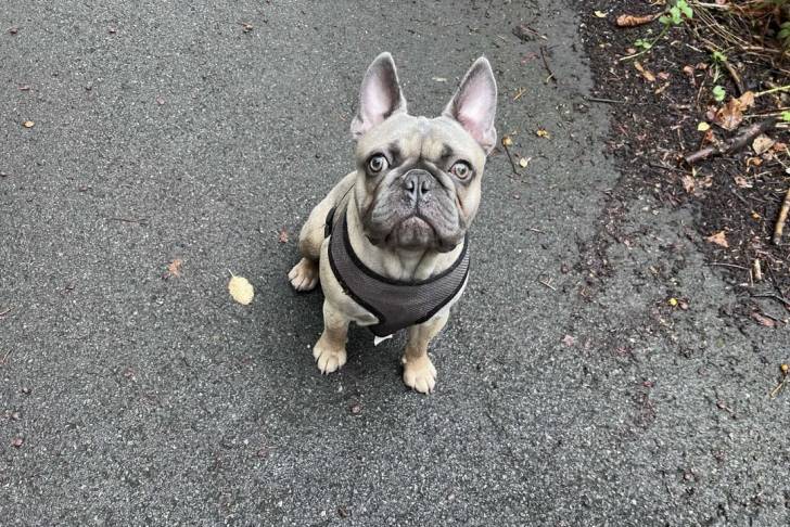 Un Bantam Bulldog assis et portant un harnais 