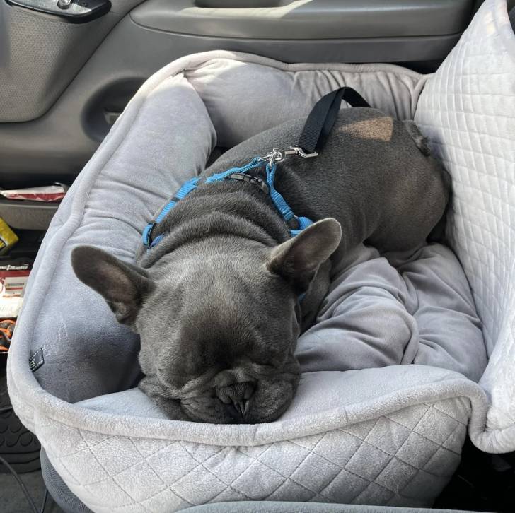Un Bantam Bulldog allongé dans un panier et qui est tenu en laisse 