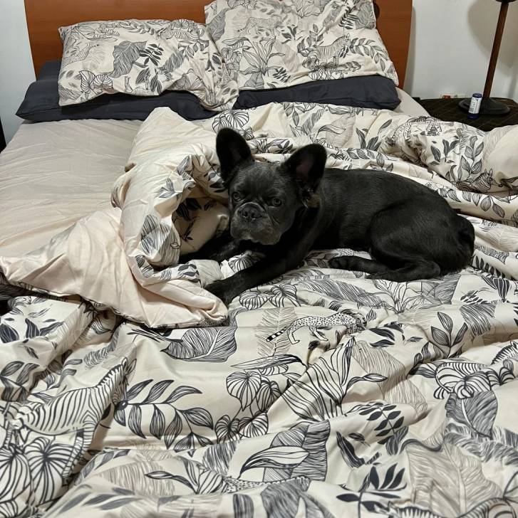 Un Bantam Bulldog au pelage noir, allongé sur un lit et regardant la caméra 