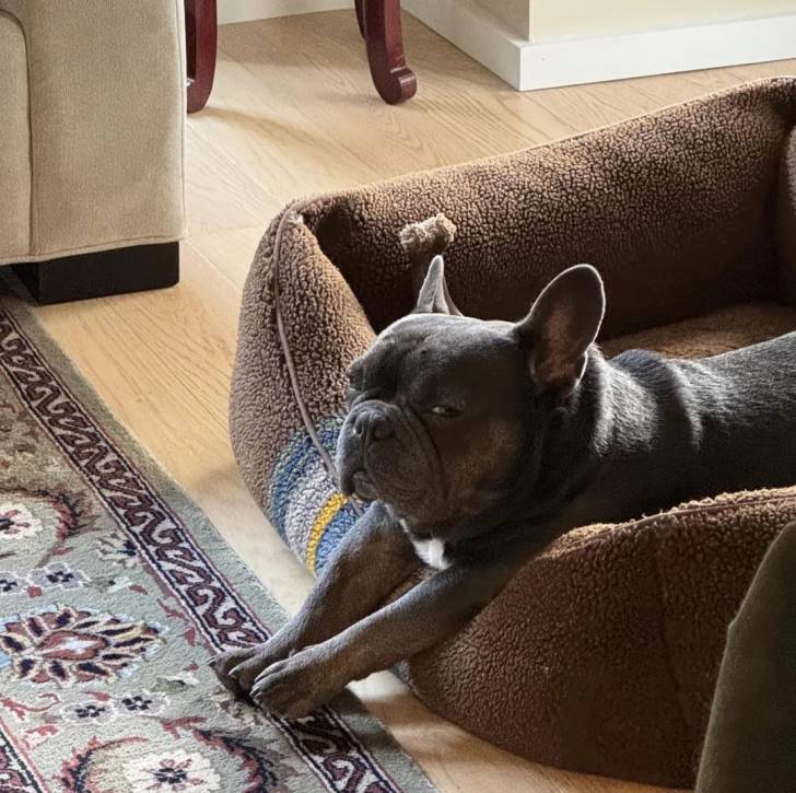 Un Bantam Bulldog allongé dans un panier et regardant la caméra 