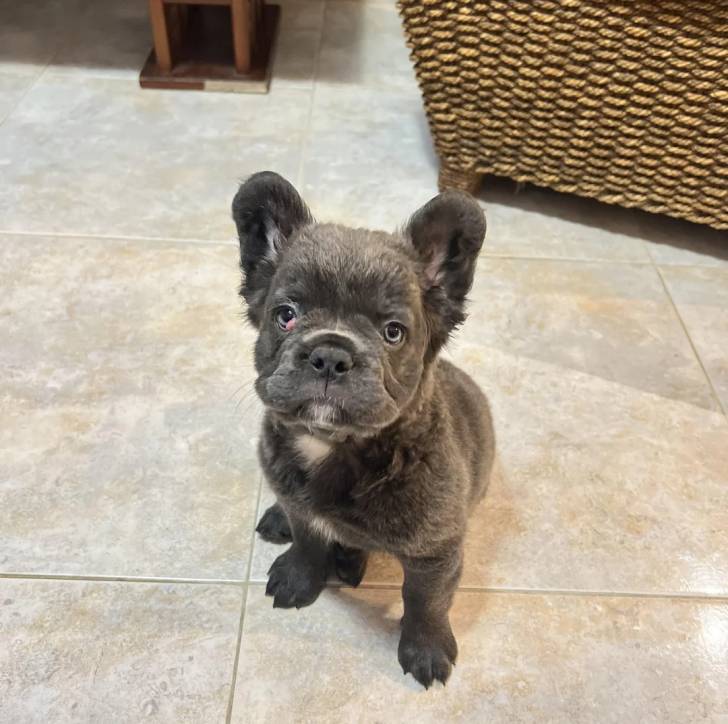 Un Bantam Bulldog au pelage bicolore, assis sur un sol carrelé 