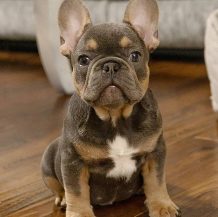 Un Bantam Bulldog au pelage tricolore, assis sur un plancher et regardant la caméra 