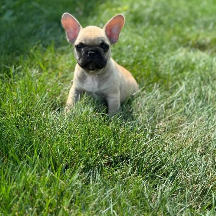 Un Bantam Bulldog au pelage bicolore, assis sur une surface herbacée et regardant la caméra 