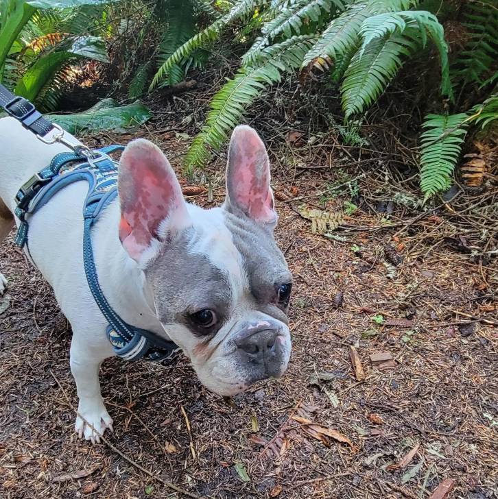 Un Bantam Bulldog au pelage bicolore, sur une surface herbacée et portant un harnais 