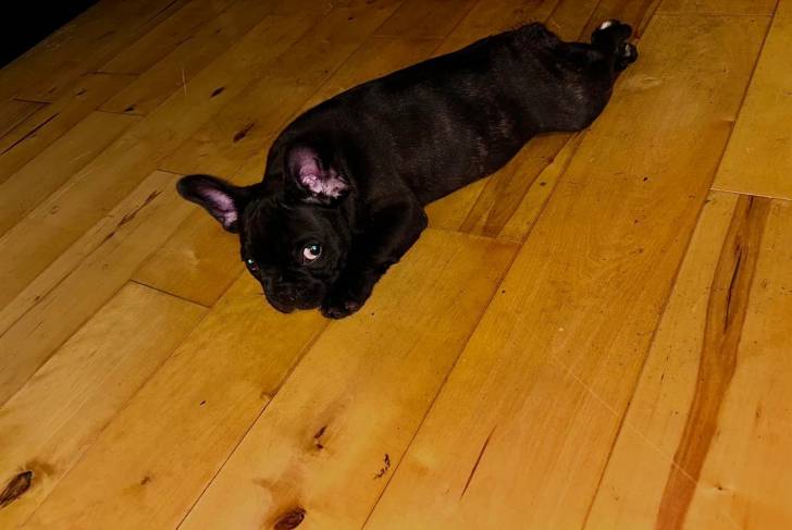 Un Bantam Bulldog allongé sur un plancher et regardant vers la caméra 