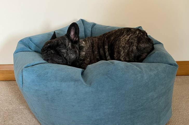 Un Bantam Bulldog allongé dans un panier et semblant dormir