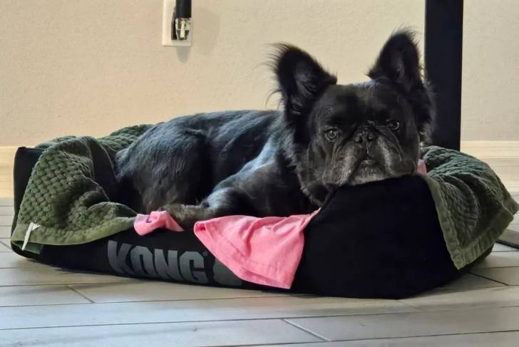Un Bantam Bulldog allongé dans un panier et regardant vers la caméra 