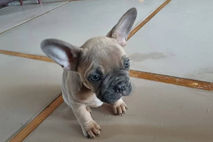 Un Bantam Bulldog assis sur un sol carrelé et semblant étendu