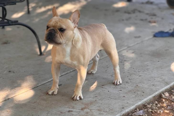 Un Bantam Bulldog sur une surface terrassée