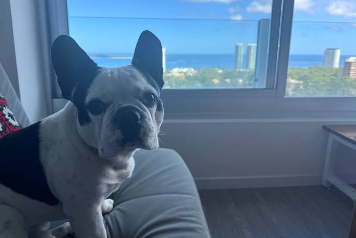 Un Bantam Bulldog assis sur un canapé et regardant vers la caméra